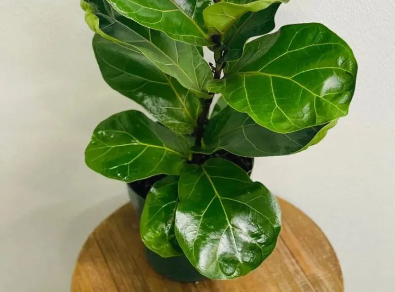 Ficus Lyrata 'bambino' - View 30 from www redcrocus com