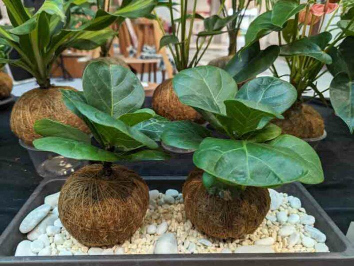Ficus Lyrata 'bambino' - View 31 from www redcrocus com