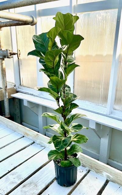 Ficus Lyrata 'bambino' - View 33 from www redcrocus com
