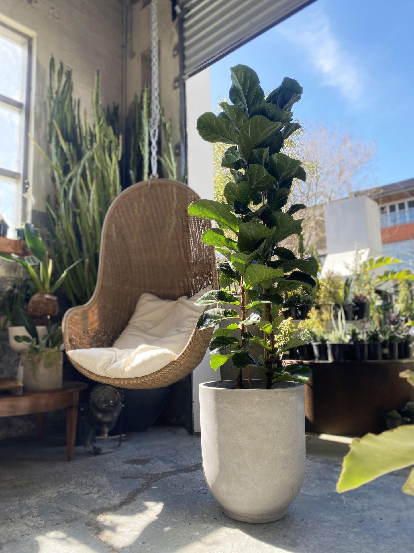 Ficus Lyrata 'bambino' - View 34 from www redcrocus com