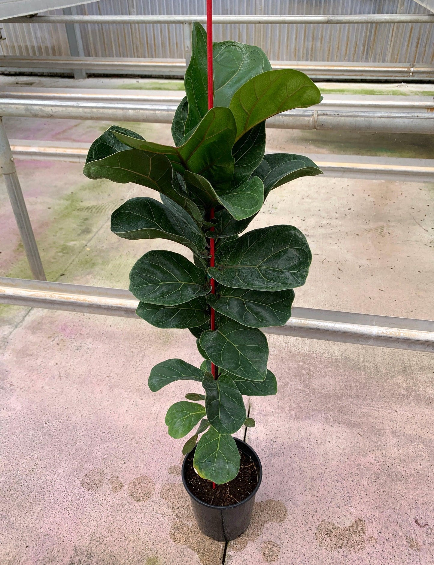Ficus Lyrata 'bambino' - View 36 from www redcrocus com