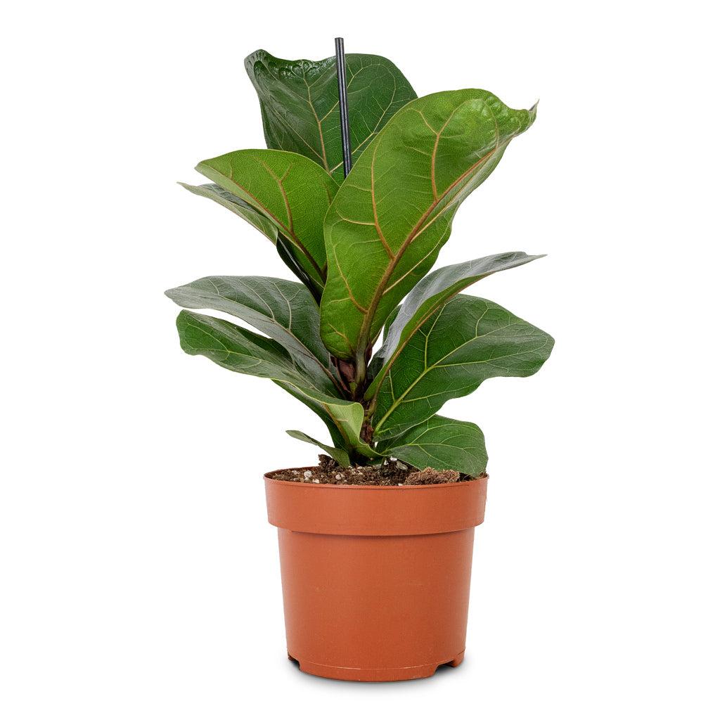 Ficus Lyrata 'bambino' - View 37 from www redcrocus com