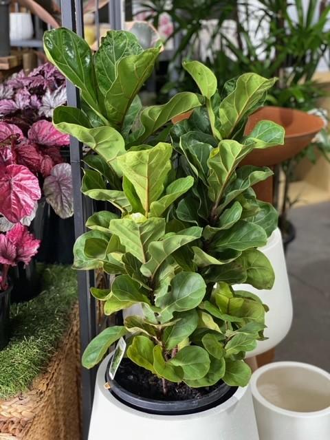 Ficus Lyrata 'bambino' - View 38 from www redcrocus com