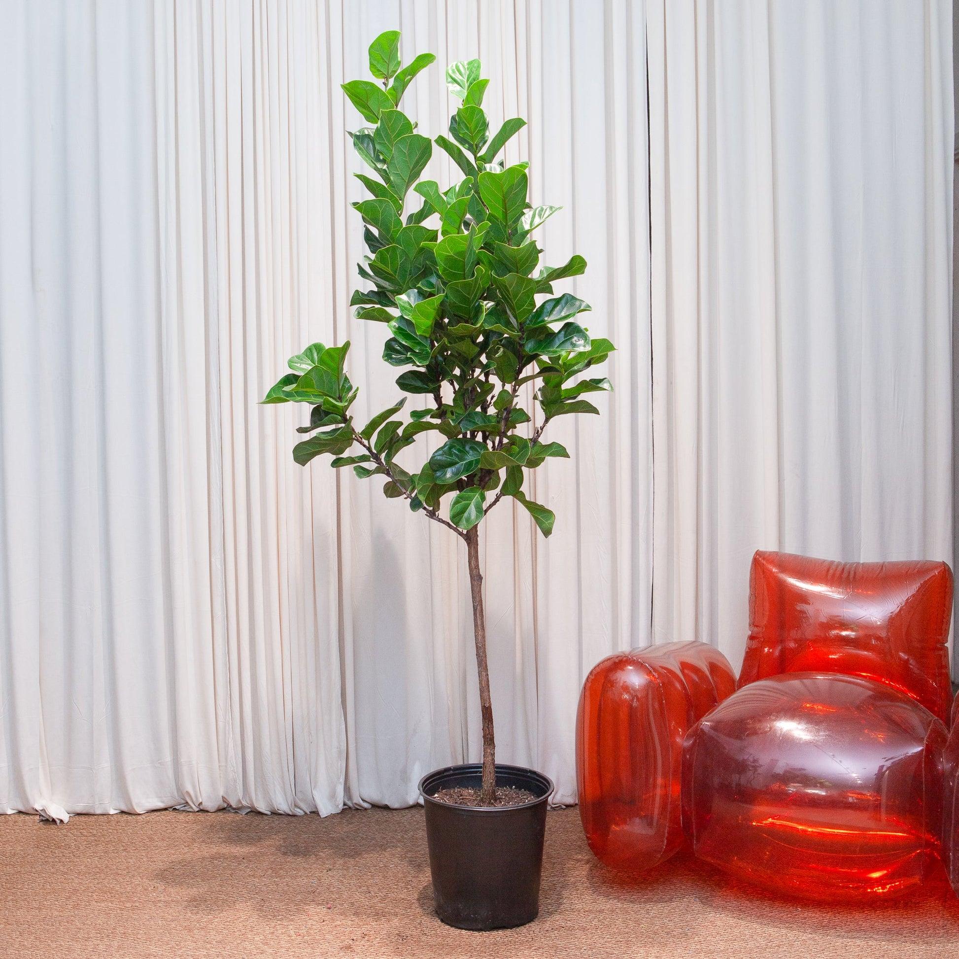 Ficus Lyrata 'bambino' - View 39 from www redcrocus com