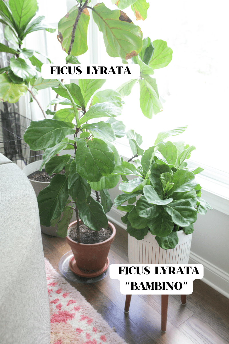 Ficus Lyrata 'bambino' - View 40 from www redcrocus com