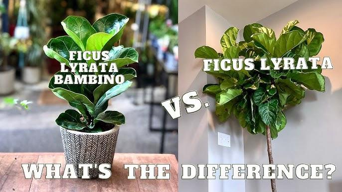 Ficus Lyrata 'bambino' - View 4 from www redcrocus com
