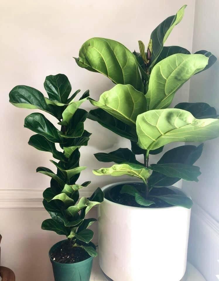 Ficus Lyrata 'bambino' - View 7 from www redcrocus com