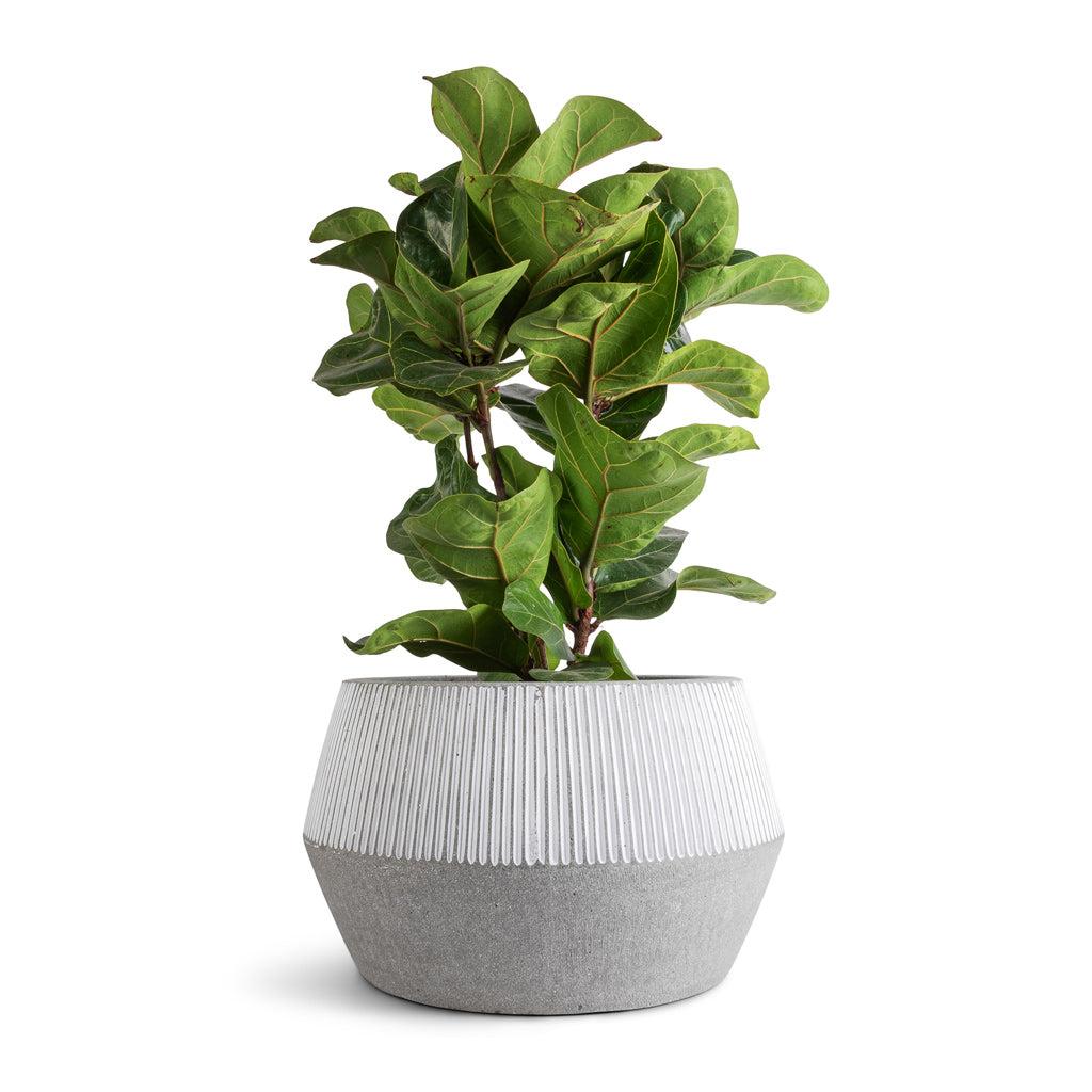 Ficus Lyrata 'bambino' - View 8 from www redcrocus com