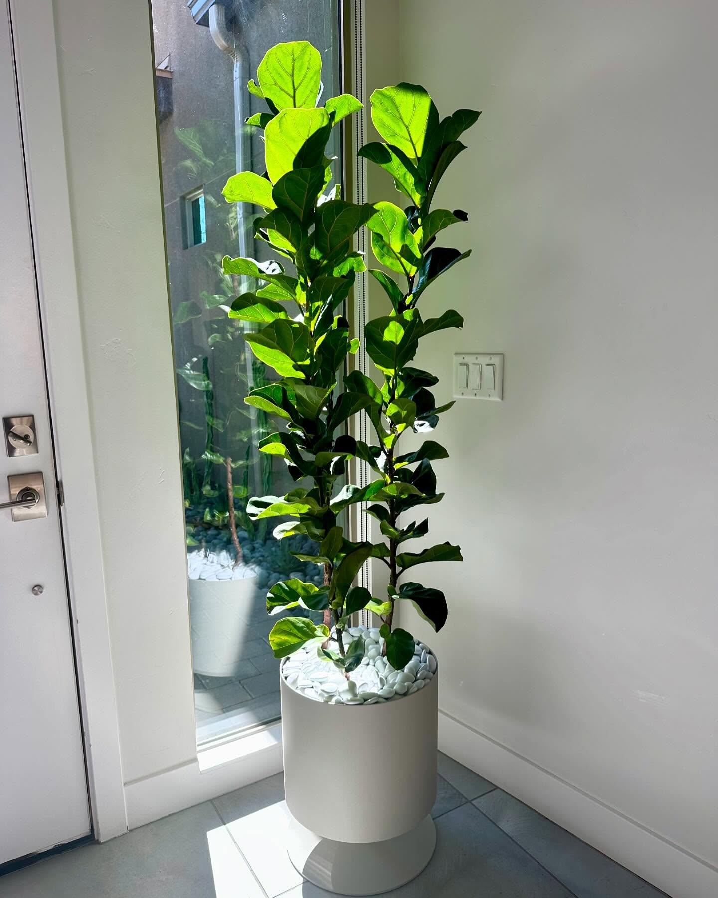 Ficus Lyrata 'bambino' - View 9 from www redcrocus com
