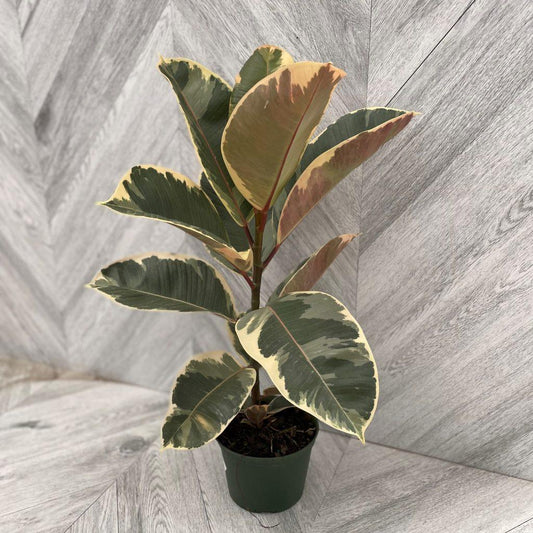 Ficus Assorted - View 10 from www redcrocus com