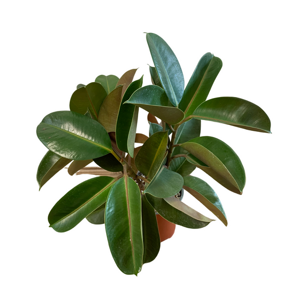 Ficus Assorted - View 11 from www redcrocus com