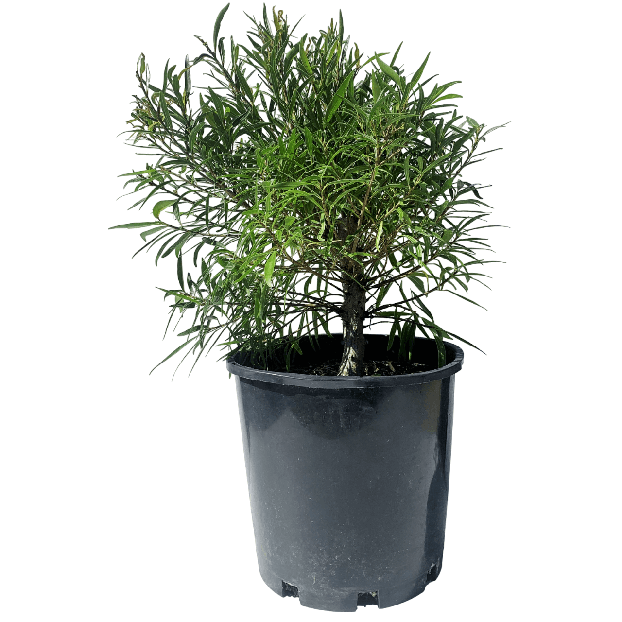 Ficus Assorted - View 12 from www redcrocus com