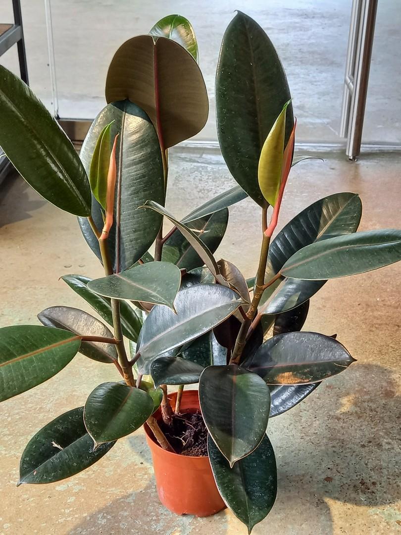 Ficus Assorted - View 13 from www redcrocus com
