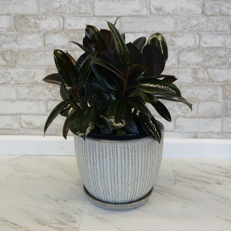 Ficus Assorted - View 14 from www redcrocus com