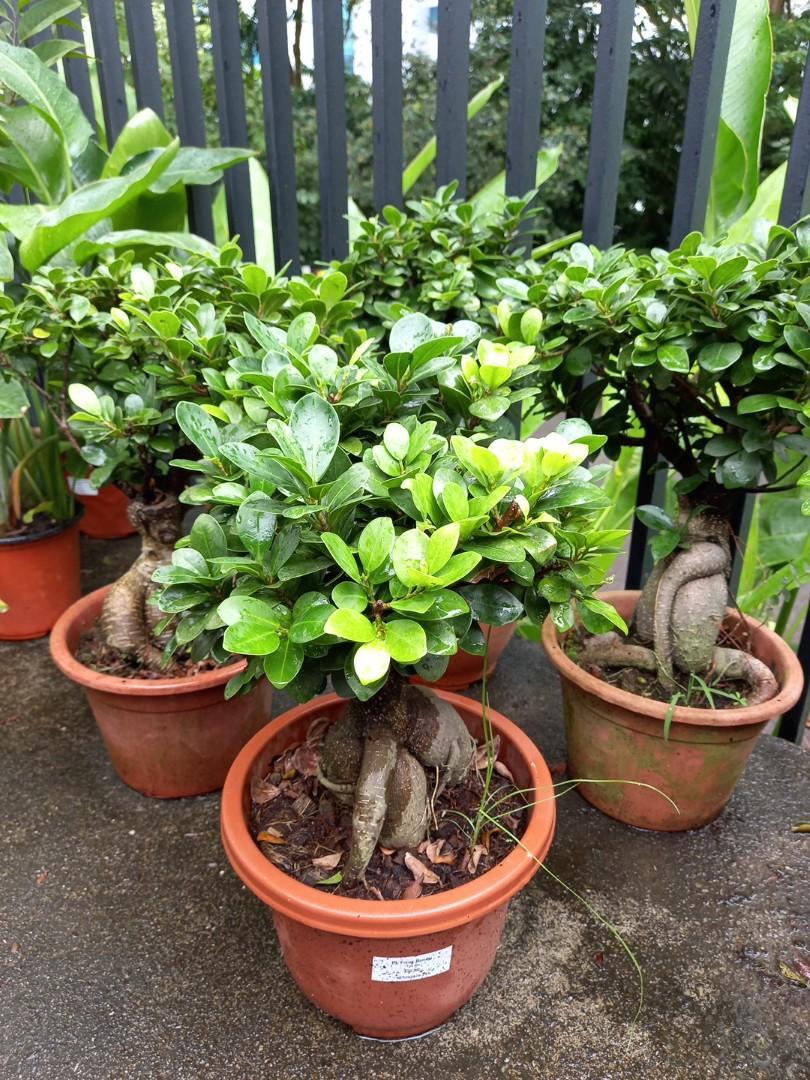 Ficus Assorted - View 15 from www redcrocus com