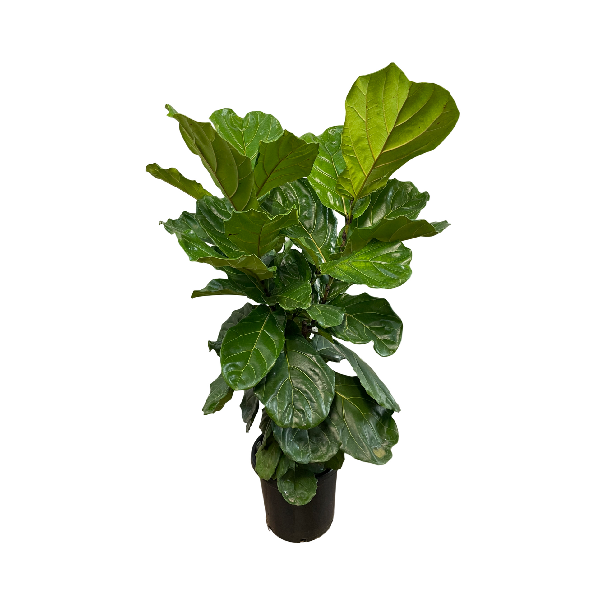 Ficus Assorted - View 16 from www redcrocus com