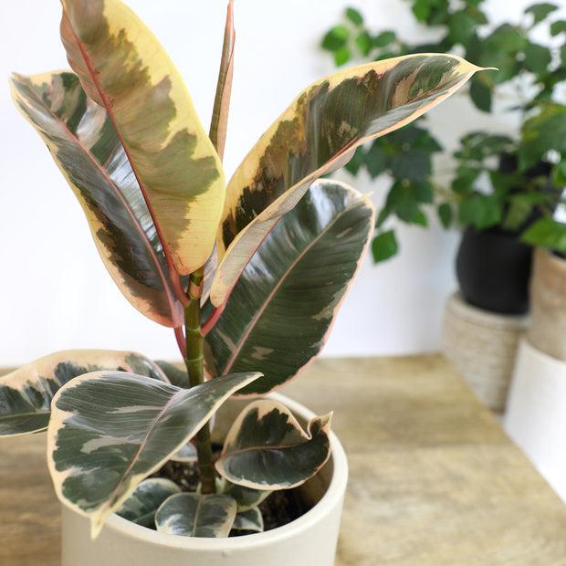 Ficus Assorted - View 17 from www redcrocus com