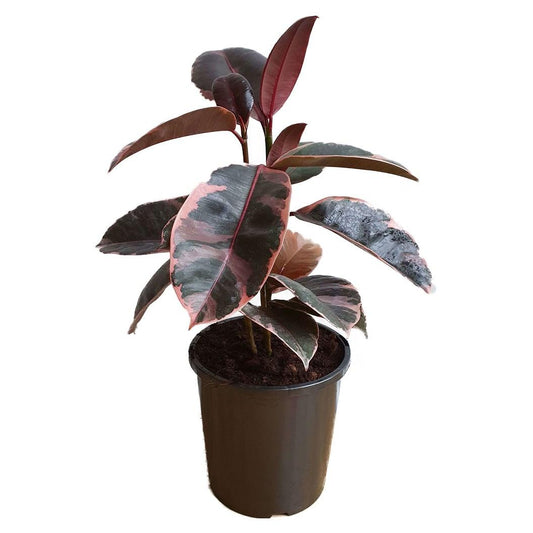 Ficus Assorted - View 1 from www redcrocus com