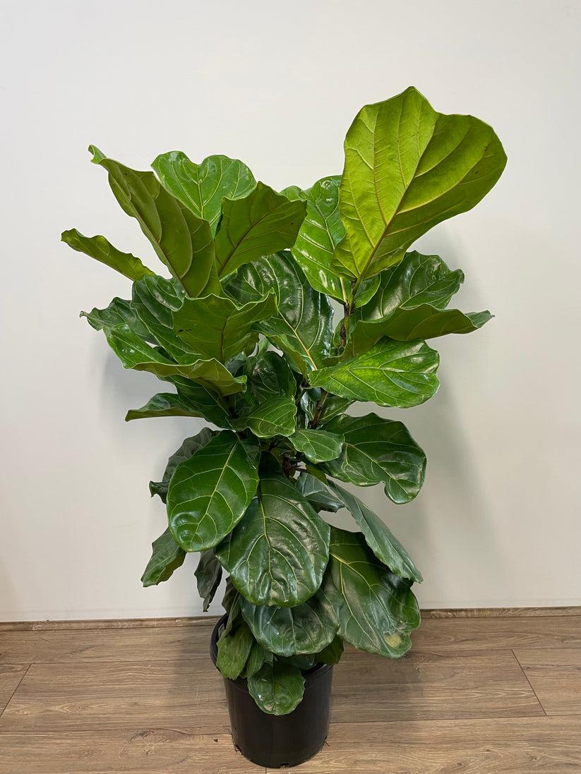 Ficus Assorted - View 2 from www redcrocus com