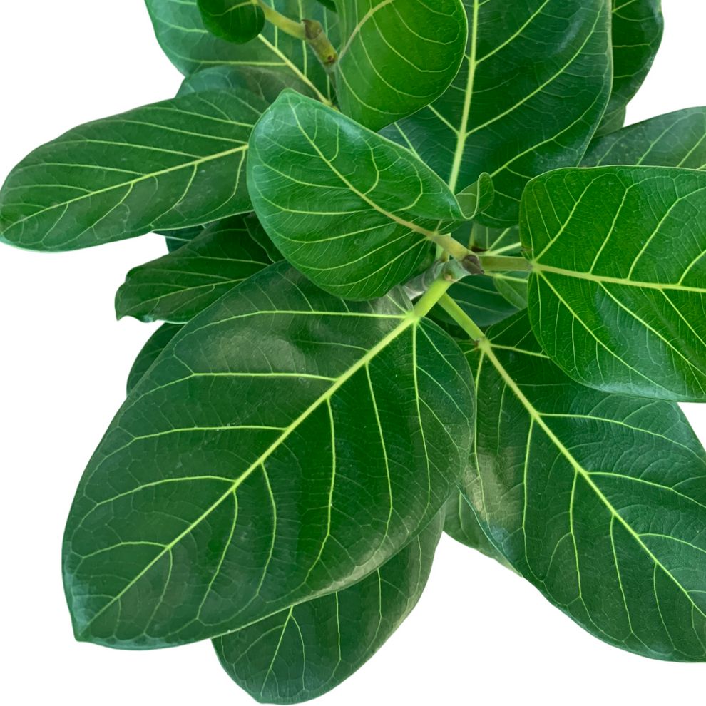 Ficus Assorted - View 3 from www redcrocus com