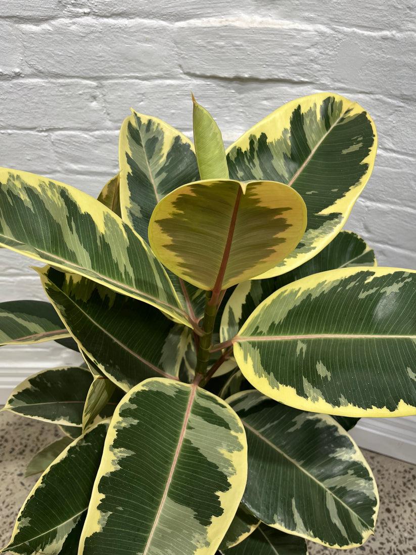 Ficus Assorted - View 4 from www redcrocus com
