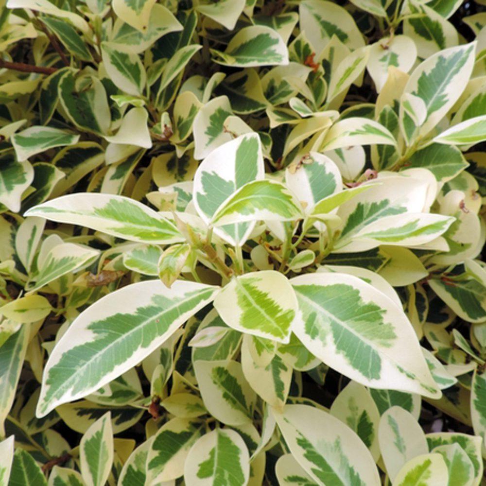 Ficus Assorted - View 5 from www redcrocus com
