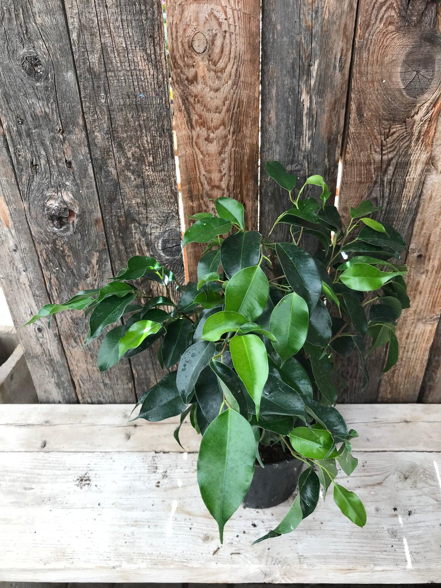Ficus Assorted - View 7 from www redcrocus com