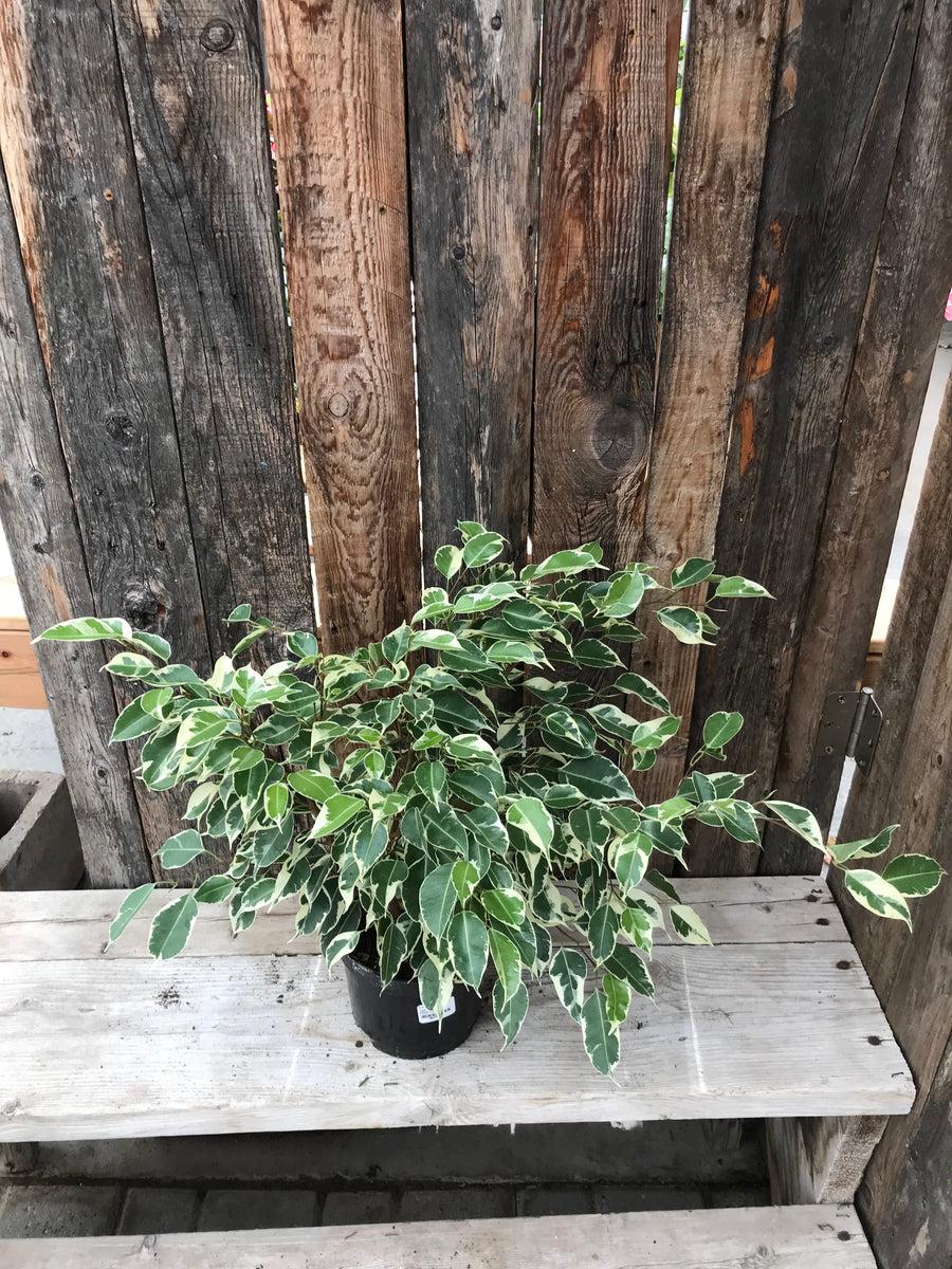 Ficus Assorted - View 8 from www redcrocus com