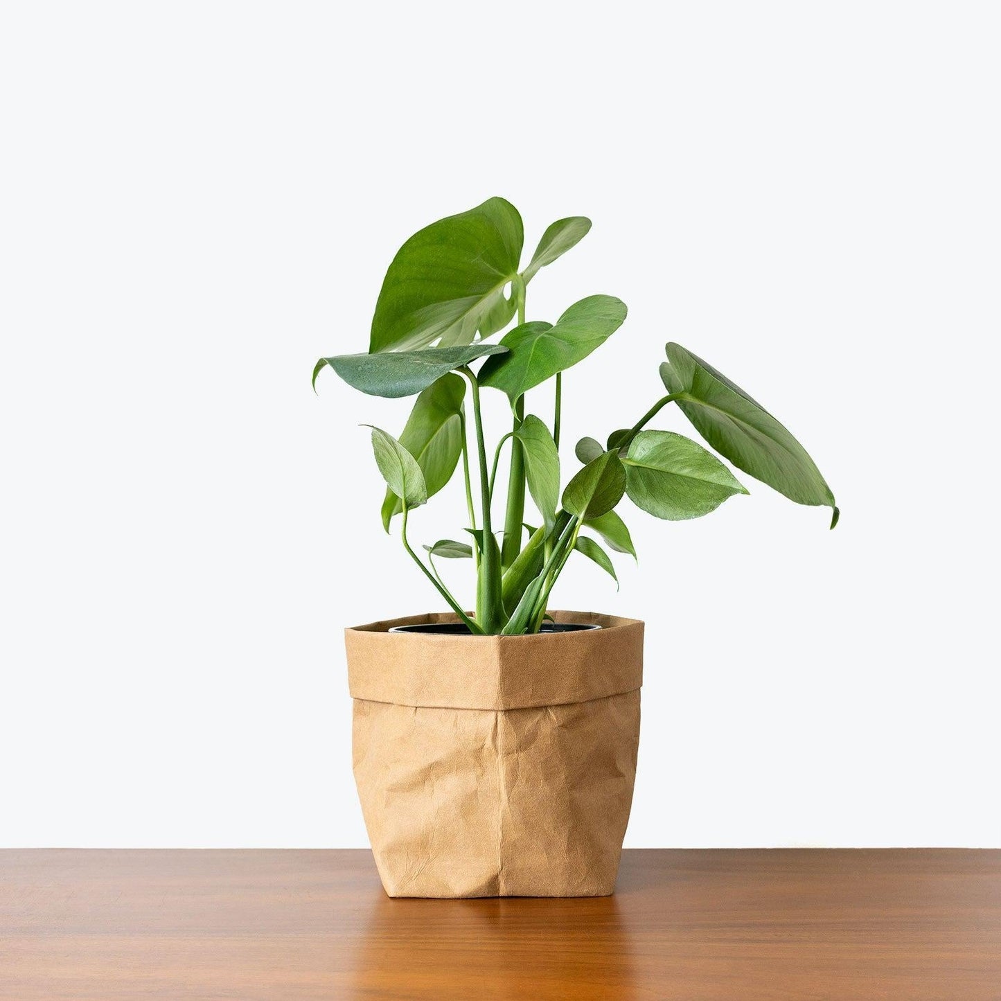 Monstera Deliciosa - View 11 from www redcrocus com