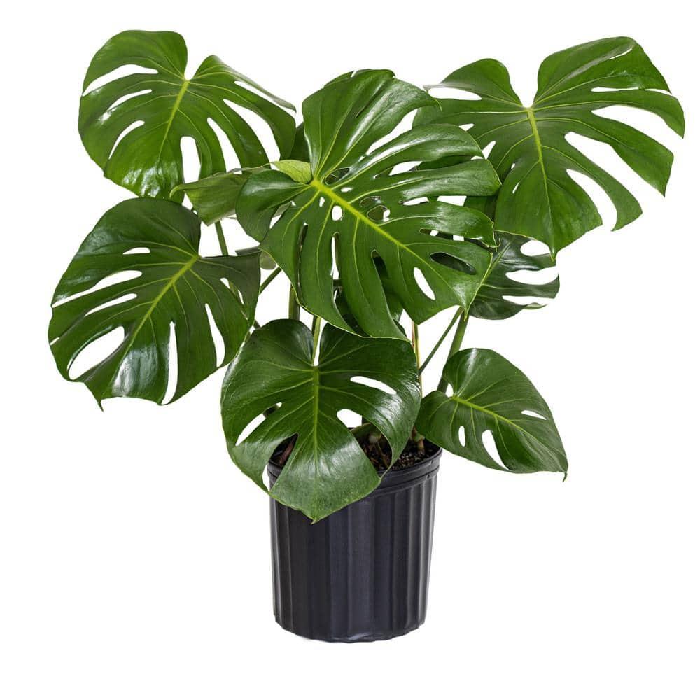 Monstera Deliciosa - View 12 from www redcrocus com