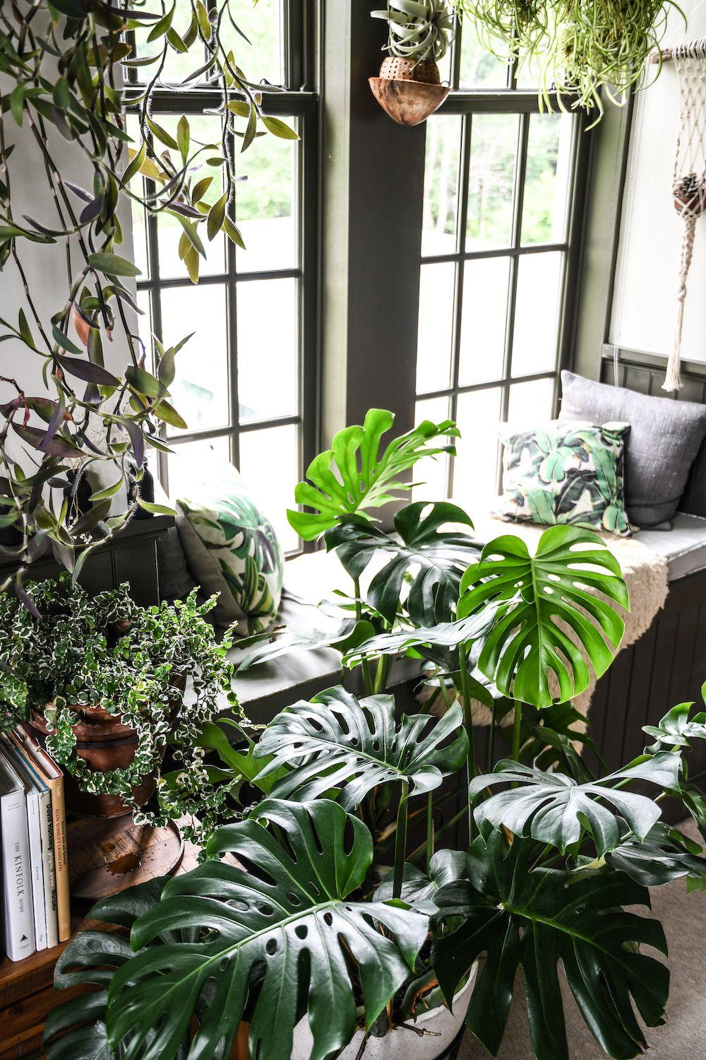 Monstera Deliciosa - View 13 from www redcrocus com