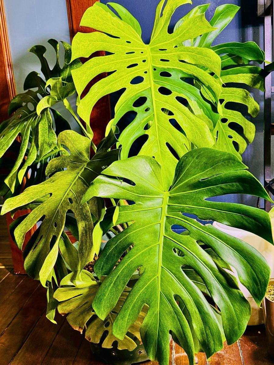 Monstera Deliciosa - View 16 from www redcrocus com