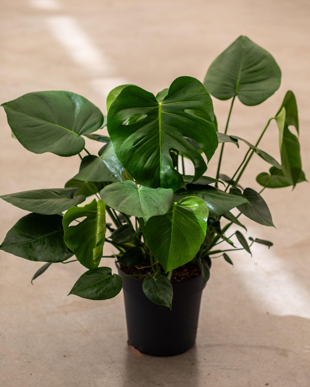 Monstera Deliciosa - View 18 from www redcrocus com