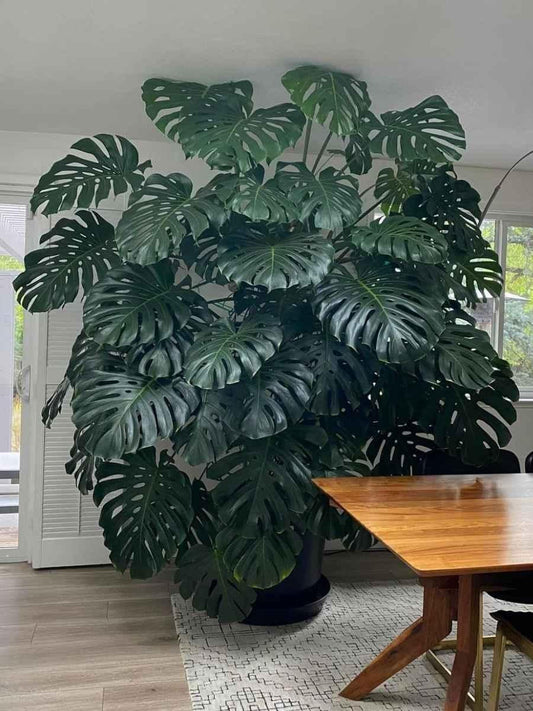 Monstera Deliciosa - View 1 from www redcrocus com