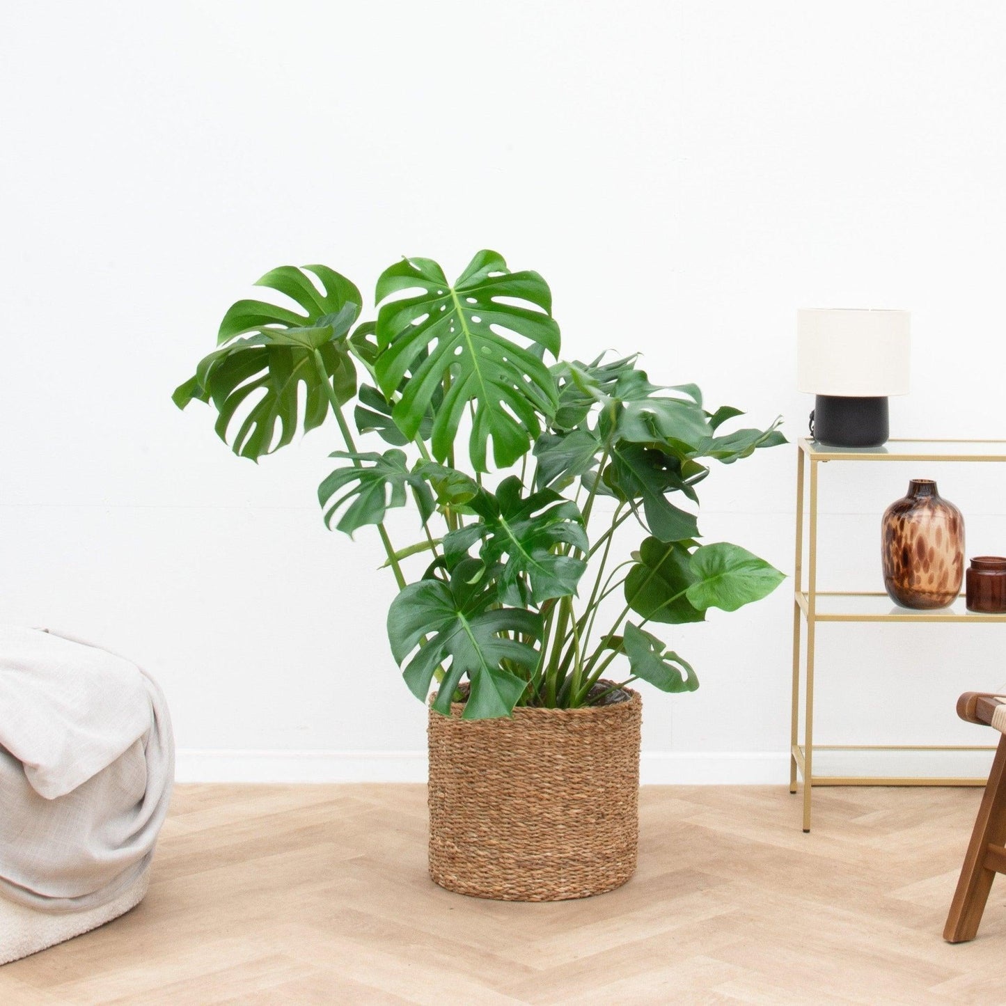 Monstera Deliciosa - View 22 from www redcrocus com