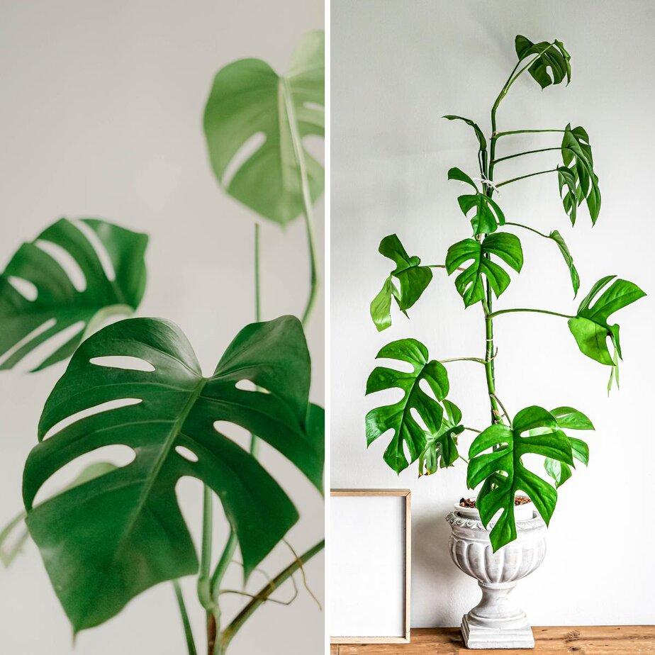 Monstera Deliciosa - View 23 from www redcrocus com