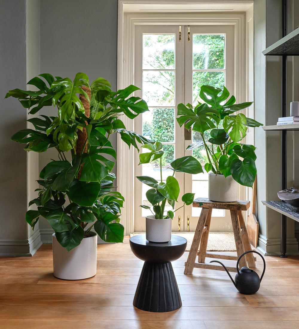 Monstera Deliciosa - View 24 from www redcrocus com