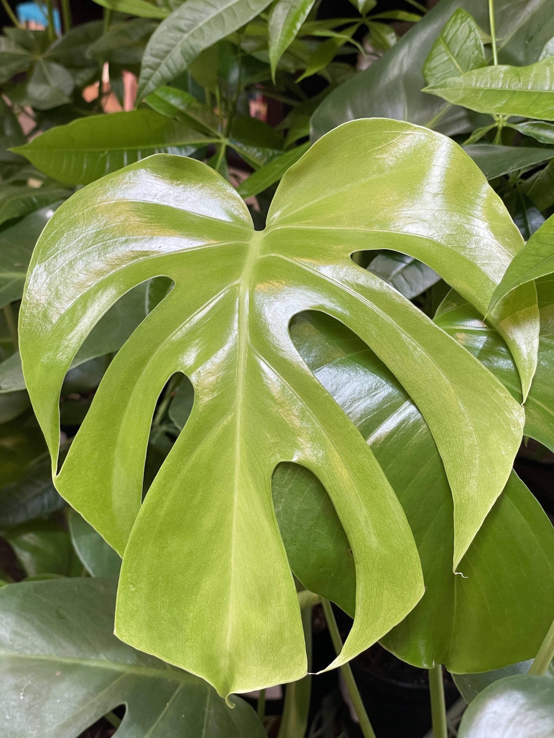Monstera Deliciosa - View 25 from www redcrocus com
