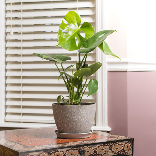 Monstera Deliciosa - View 26 from www redcrocus com