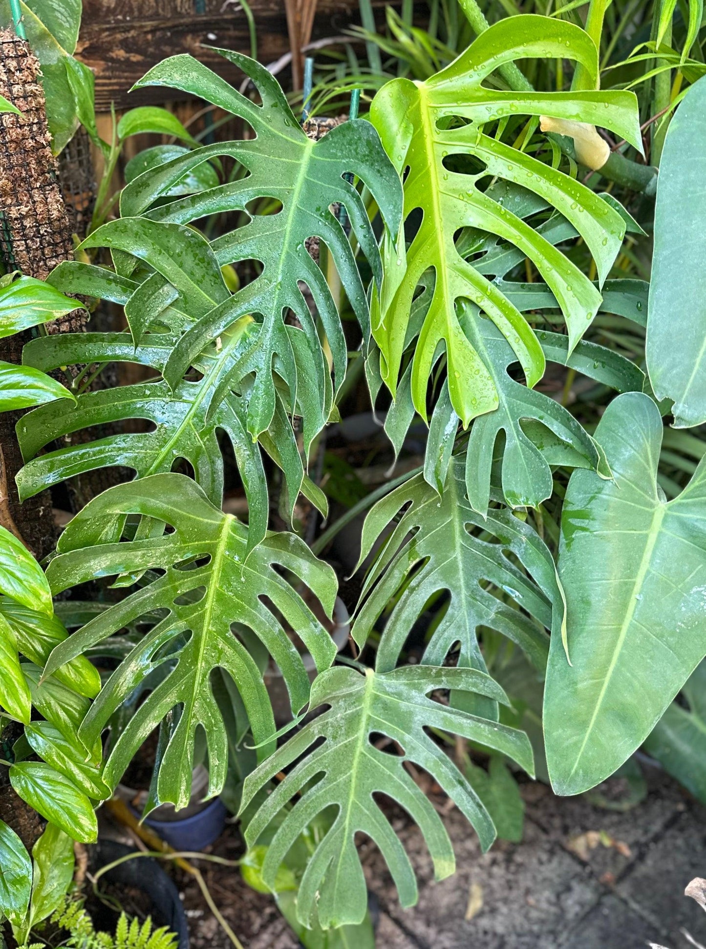 Monstera Deliciosa - View 27 from www redcrocus com