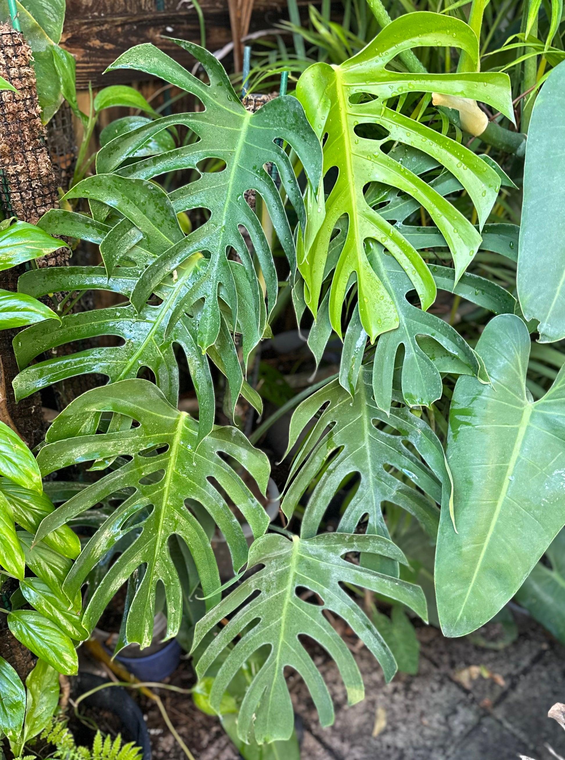 Monstera Deliciosa - View 27 from www redcrocus com