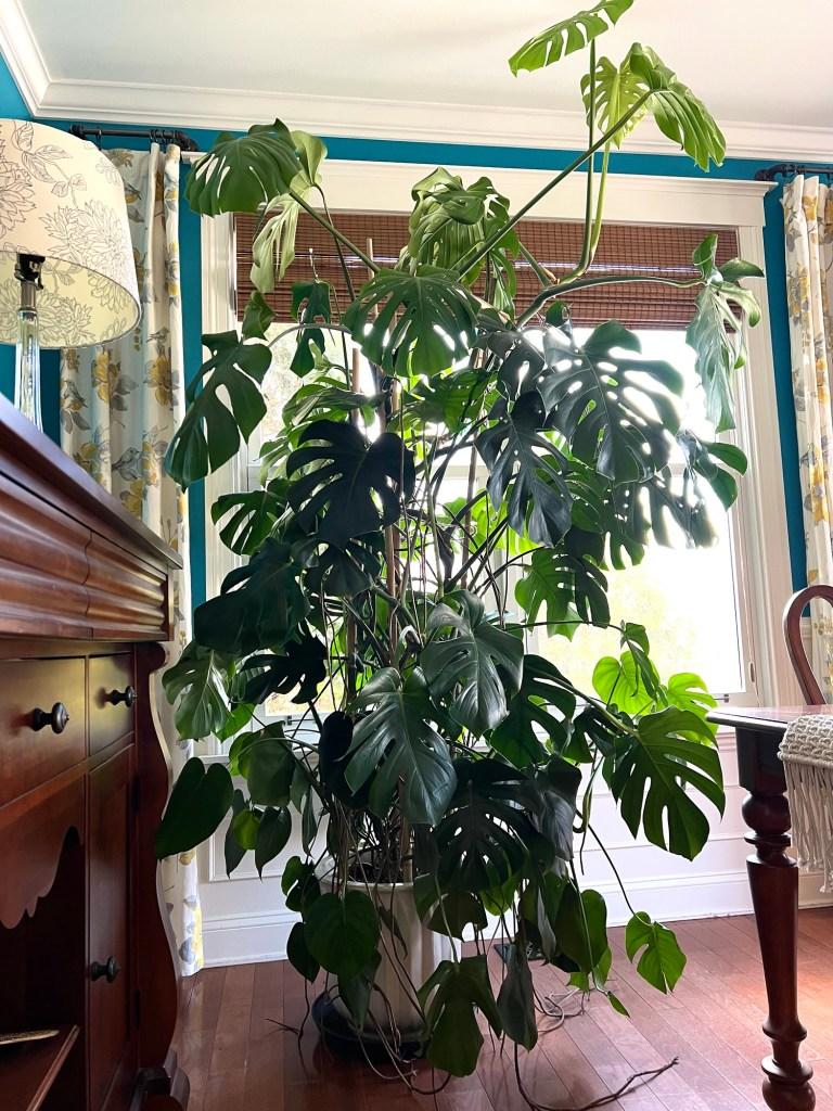 Monstera Deliciosa - View 29 from www redcrocus com