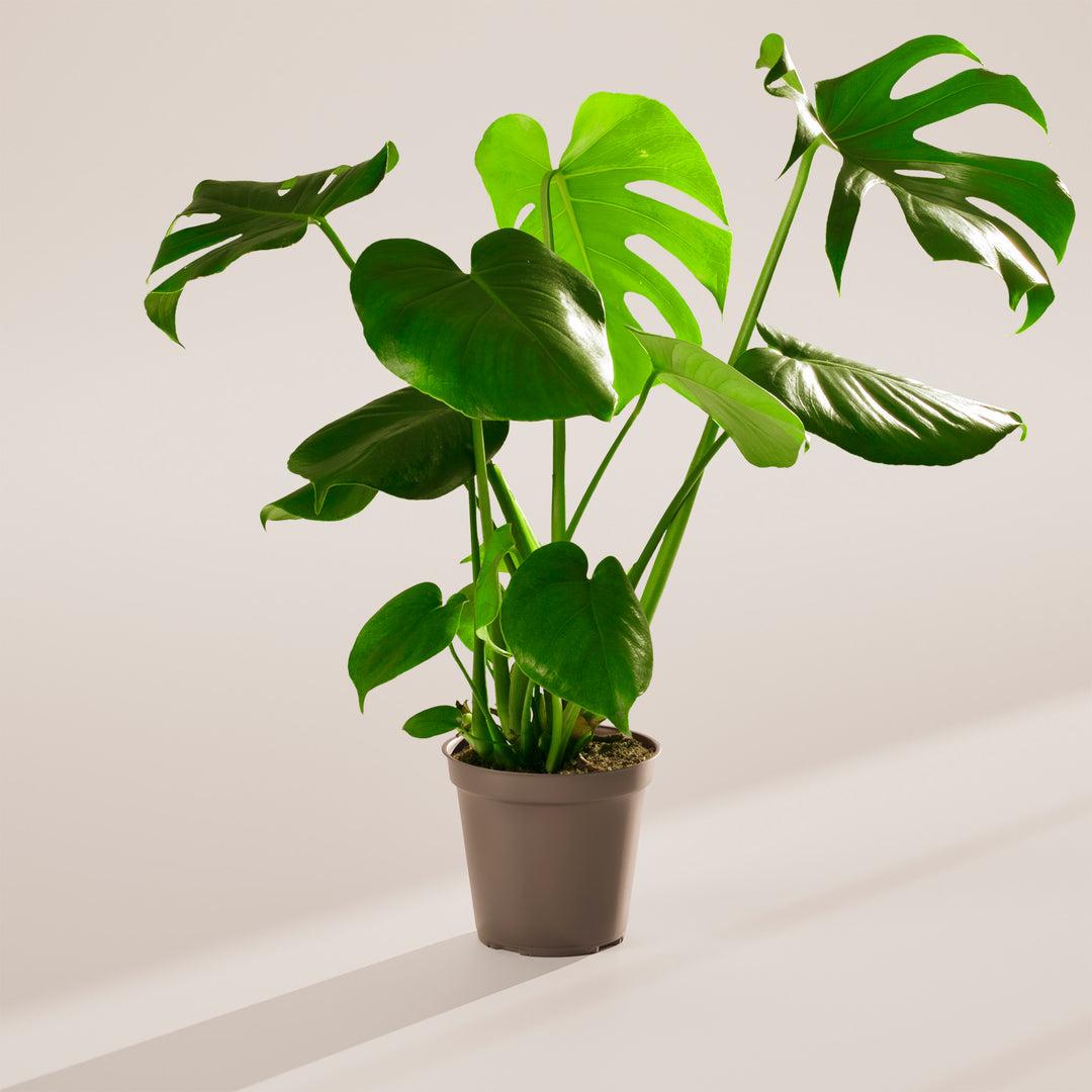 Monstera Deliciosa - View 31 from www redcrocus com