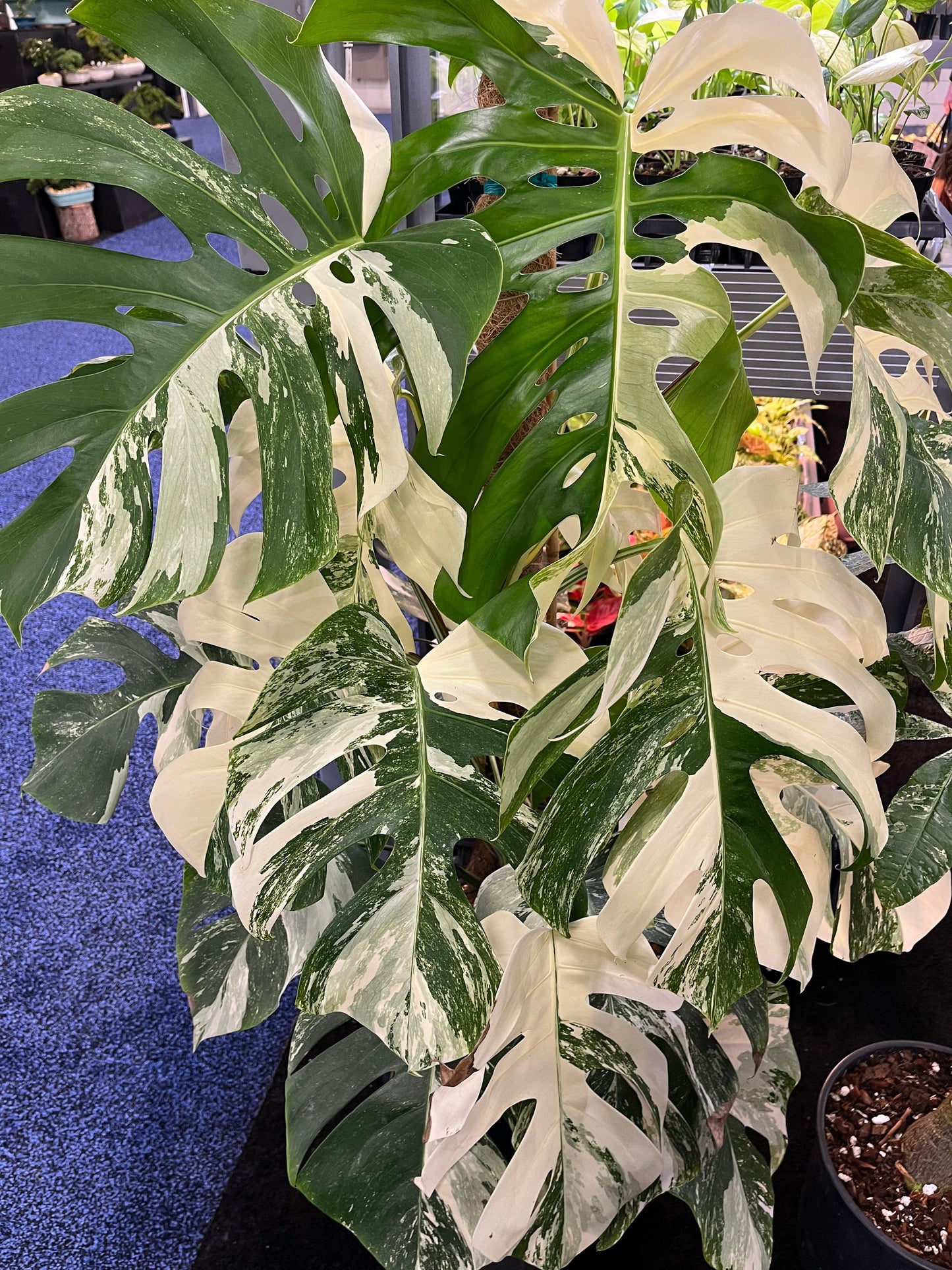 Monstera Deliciosa - View 32 from www redcrocus com