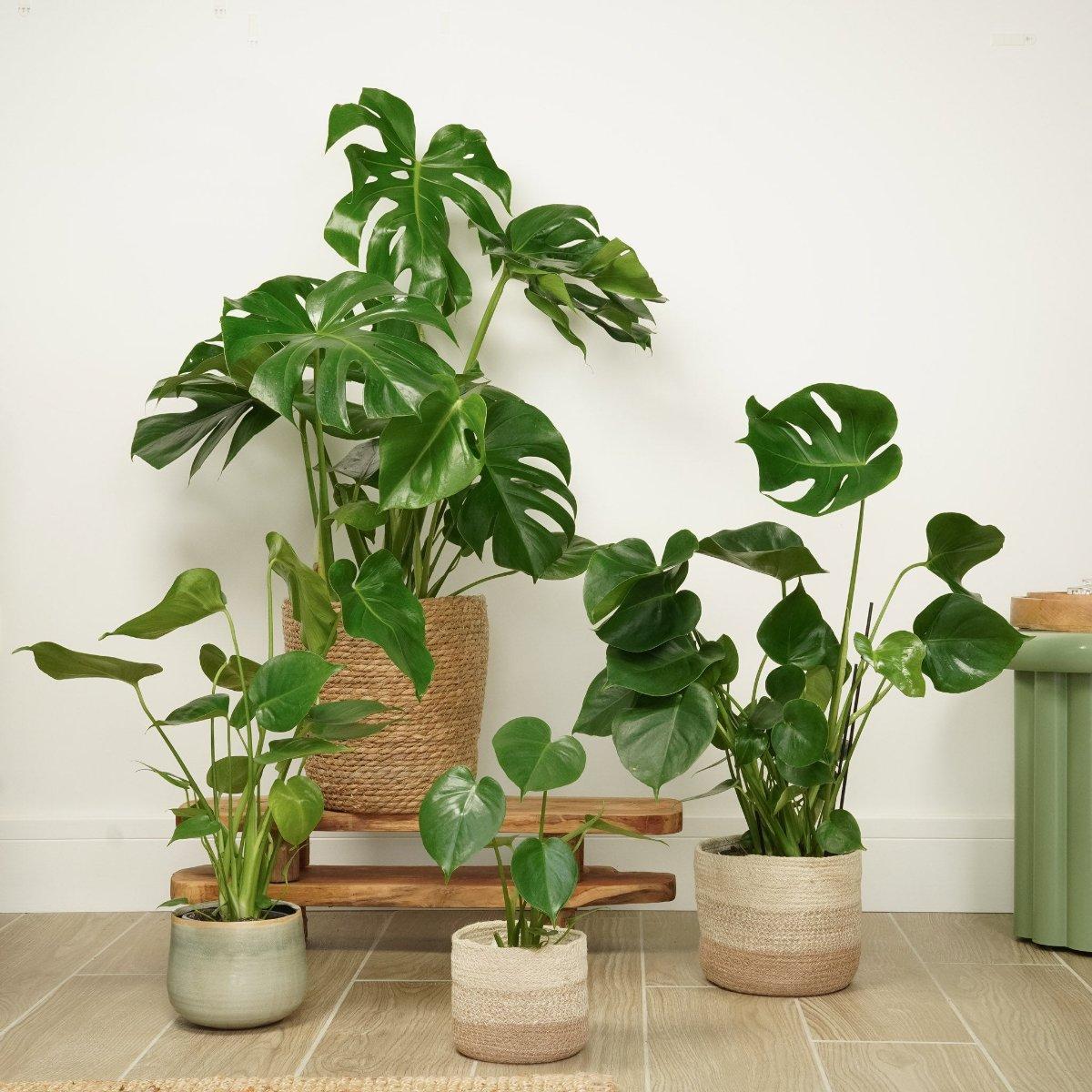 Monstera Deliciosa - View 34 from www redcrocus com