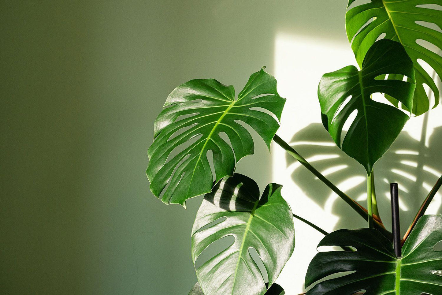 Monstera Deliciosa - View 36 from www redcrocus com