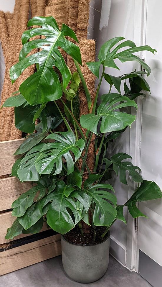 Monstera Deliciosa - View 3 from www redcrocus com