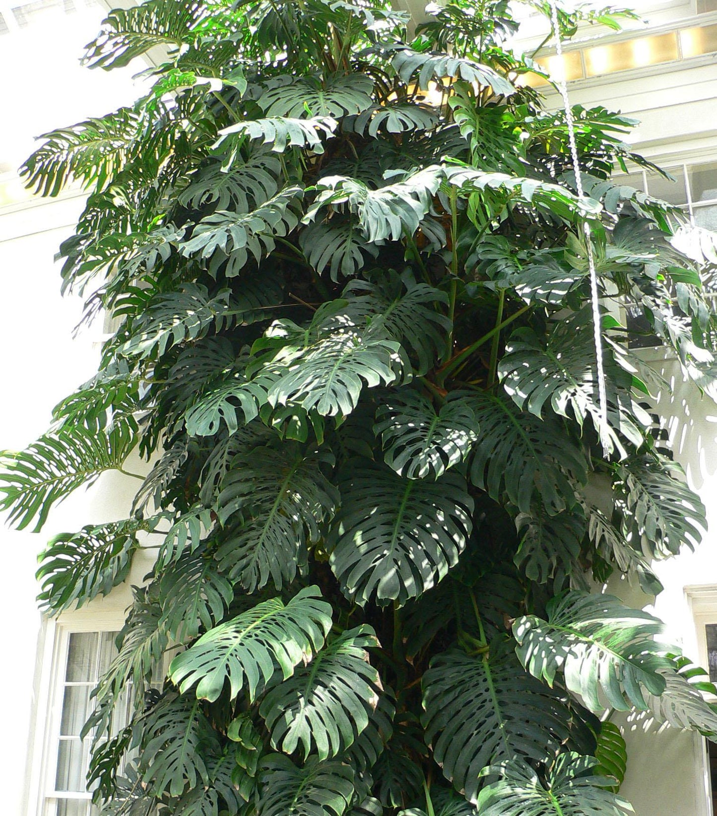 Monstera Deliciosa - View 4 from www redcrocus com
