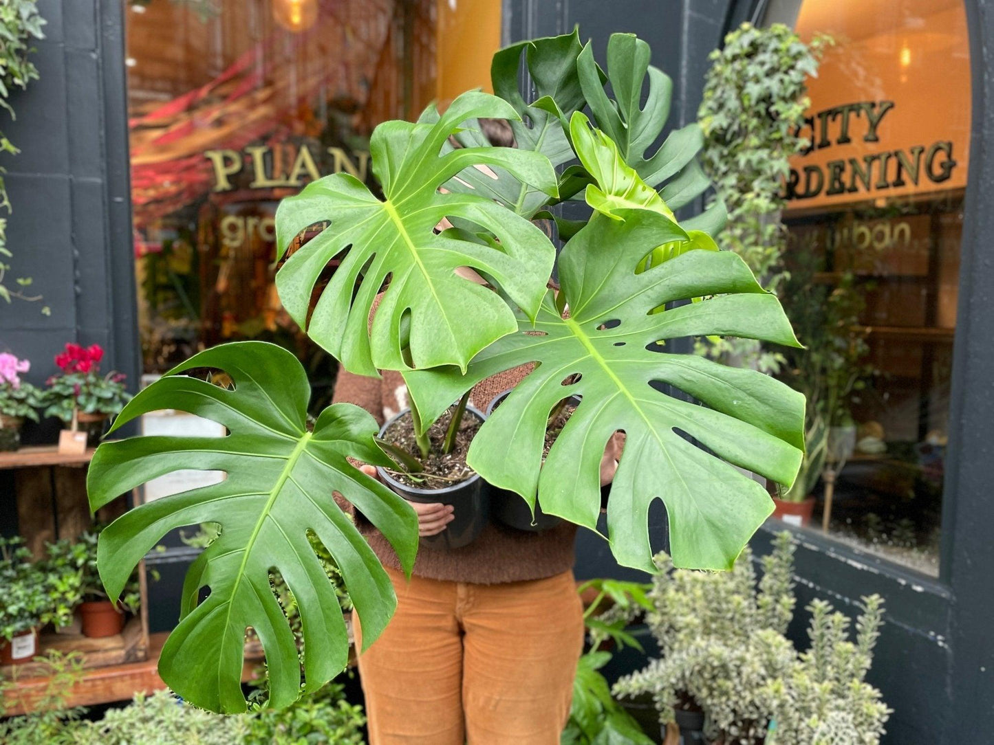 Monstera Deliciosa - View 5 from www redcrocus com