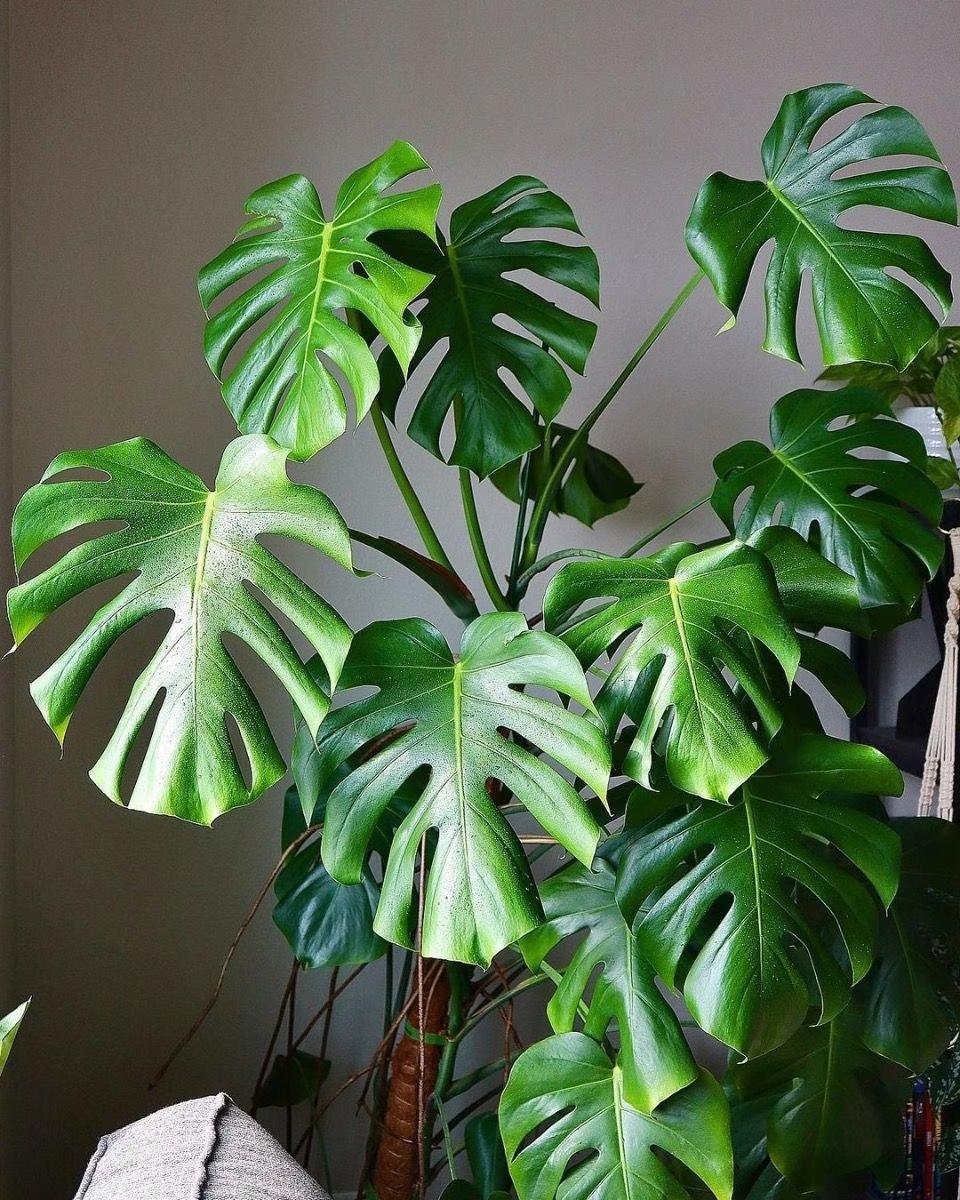 Monstera Deliciosa - View 6 from www redcrocus com